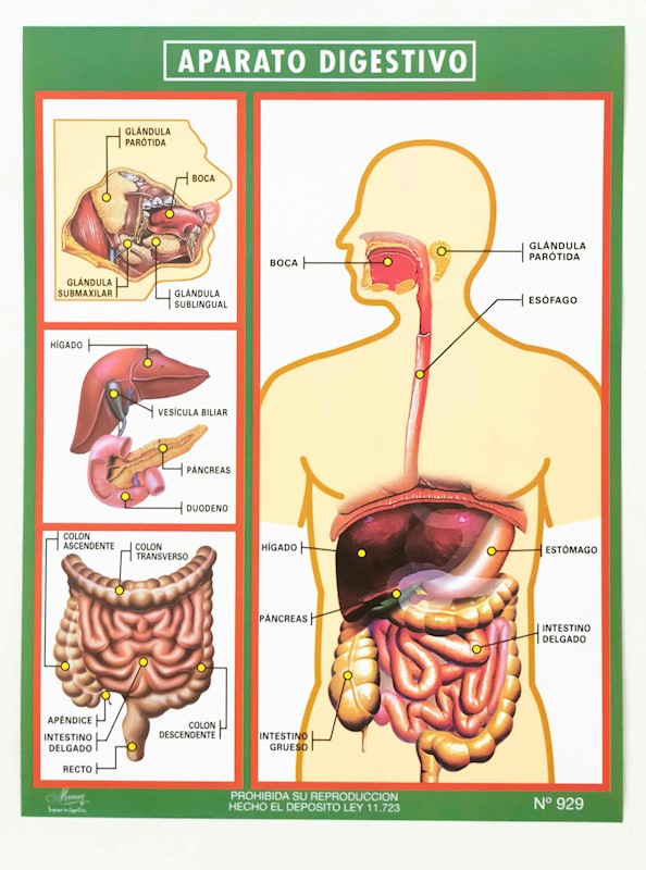 Laminas Escolar Maucci X N Aparato Digestivo